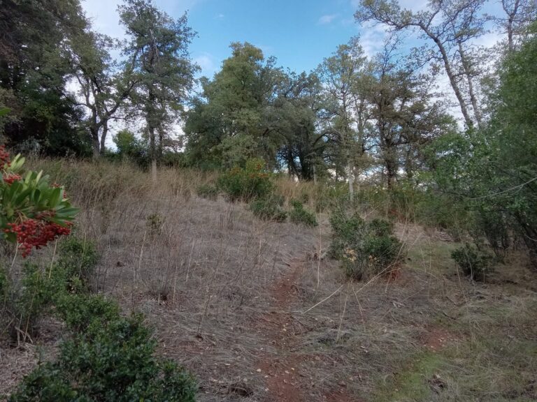 Trip Report: Jenny Creek Field Trip (November 2023)