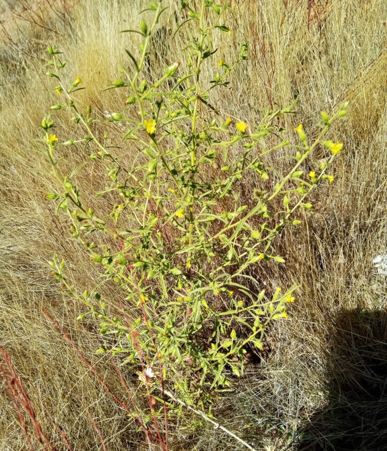 Stinkwort (Dittrichia graveolens)