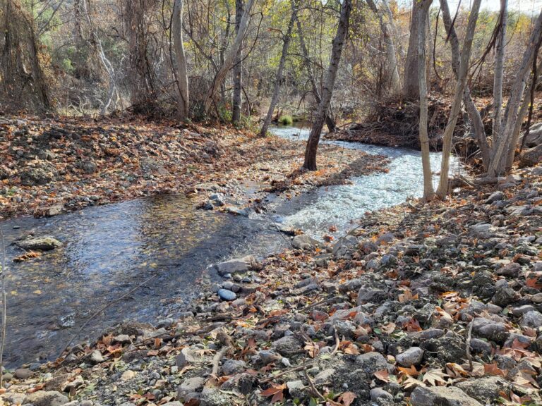 Trip Report: Sacramento River Bend Area Field Trip (December 2024)