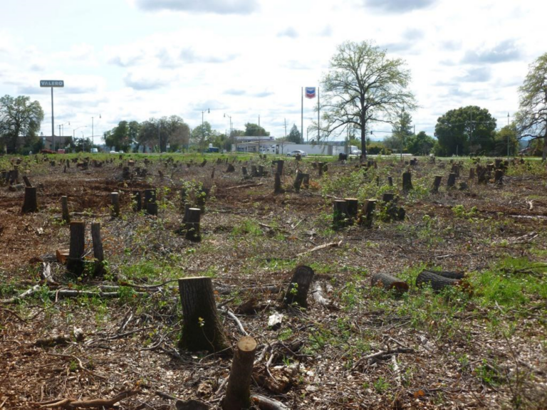Deluge of Emails Hits the Planning Commission on Trees