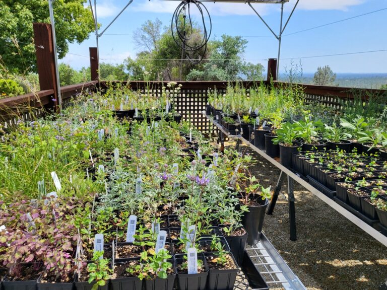 Cultivating Conservation: Ghost Pine Native Plant Nursery’s Mission