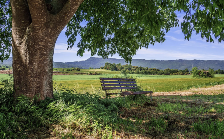 2024 Free Shade Tree Giveaway (April 2024)