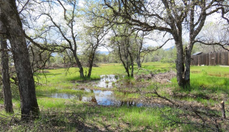 Developer Cuts Down 65 Oak Trees Without Permit or Planning Approval