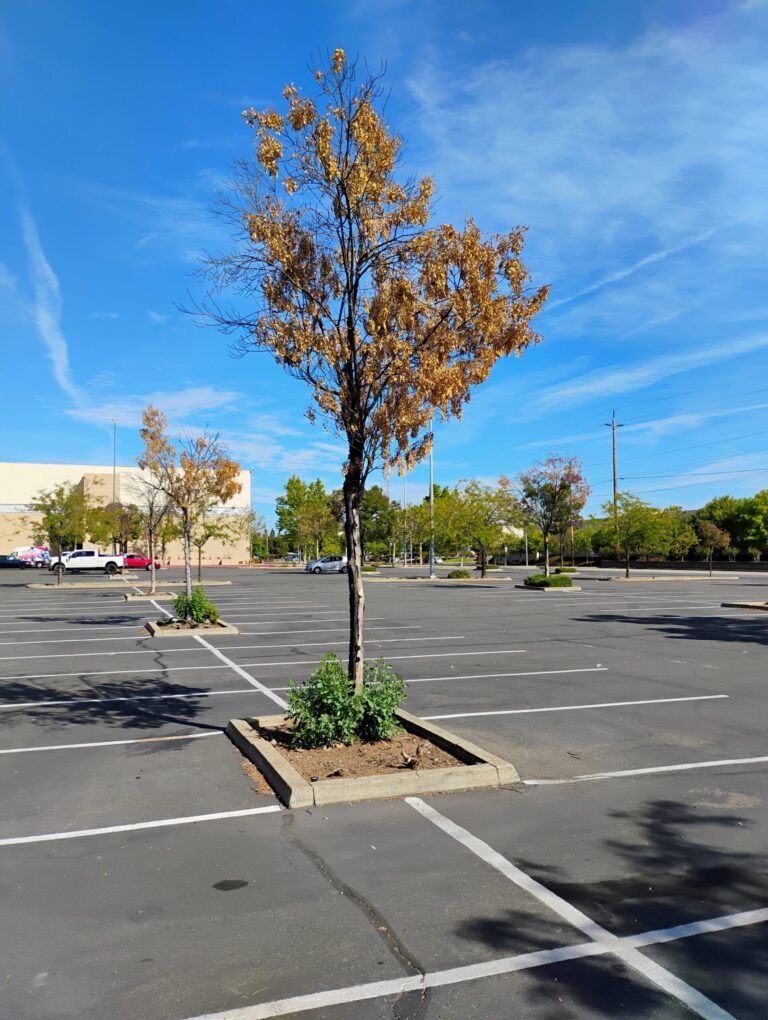 Trees Dying in the Mt. Shasta Mall Parking Lot