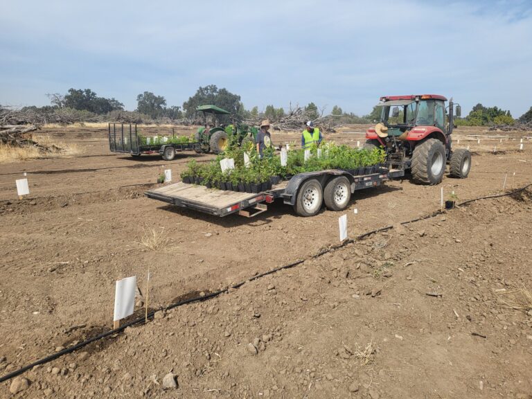 Report: Rancho Breisgau Riparian Restoration Volunteering