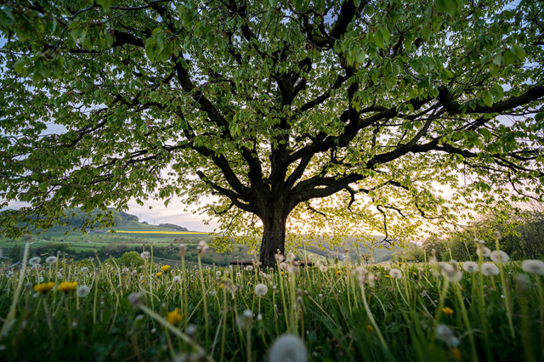 California Strengthens Land Stewardship