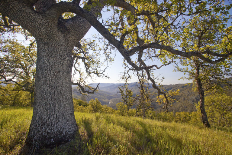 No Shade, No Relief: The Cost of Losing Our Urban Forest