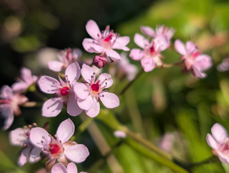 Trip Report: Nature Walk and Bioblitz at Whiskeytown NRA