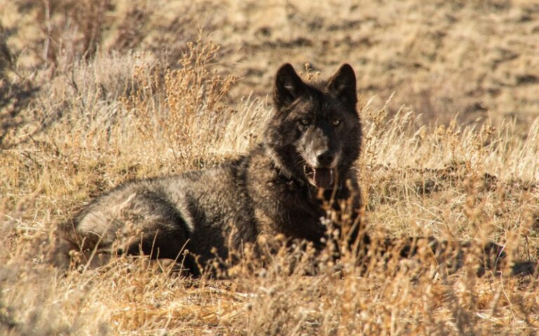Something to Howl About