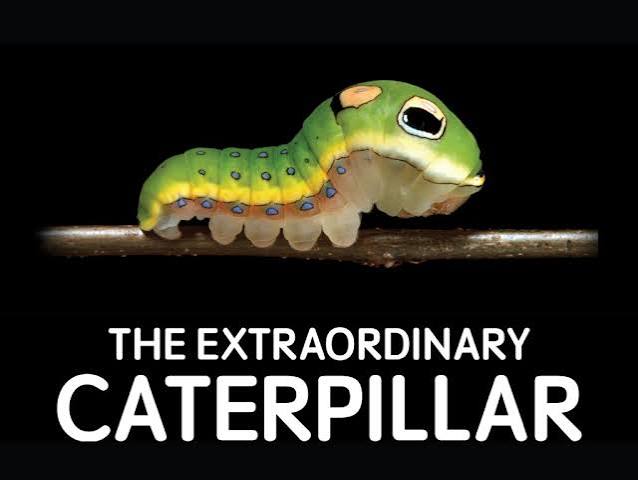 Trip Report: The Extraordinary Caterpillar